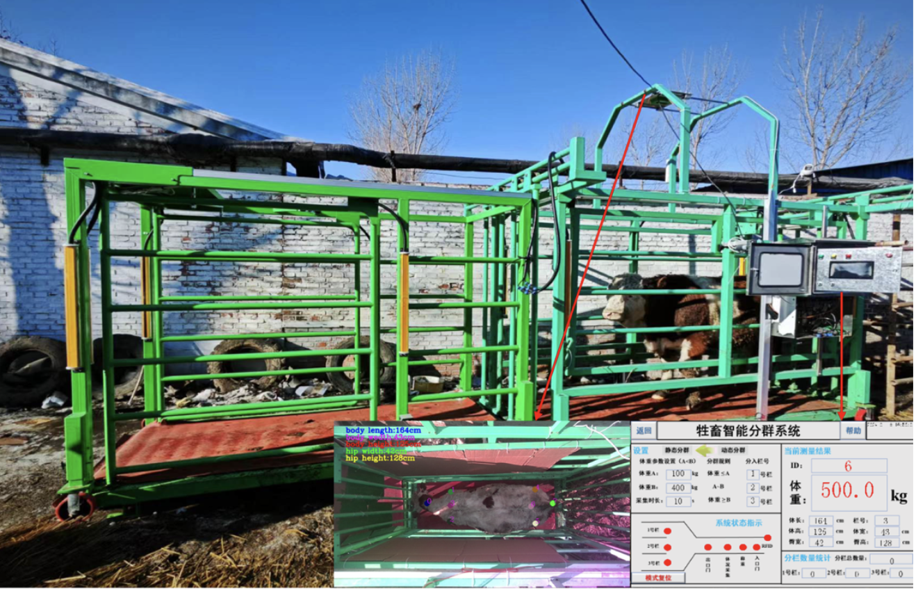 牛羊体重体征智能测定分群装备