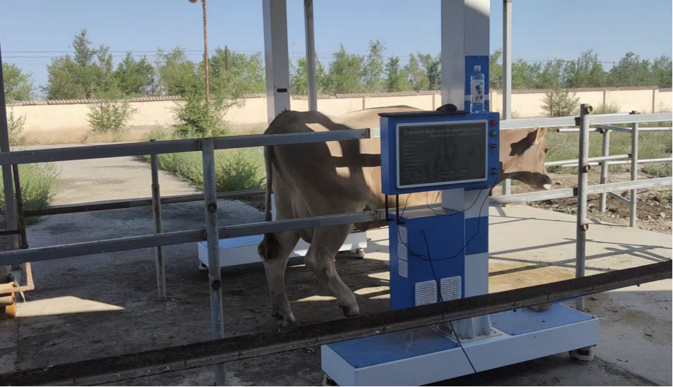 猪/牛/羊体尺高通量无应激测量设备