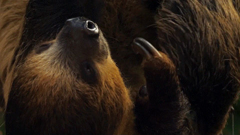 1593660749802441.gif https://mmbiz.qpic.cn/mmbiz_gif/LJiau2qPWAcXEWTphLXleUP3tr31ITd7ZW1JCGDiaLpcHRCyq6W0xnGmPtqLCjAbE0ku6s0VeqrxfHibhGuHPC08g/640?wx_fmt=gif&wxfrom=5&wx_lazy=1